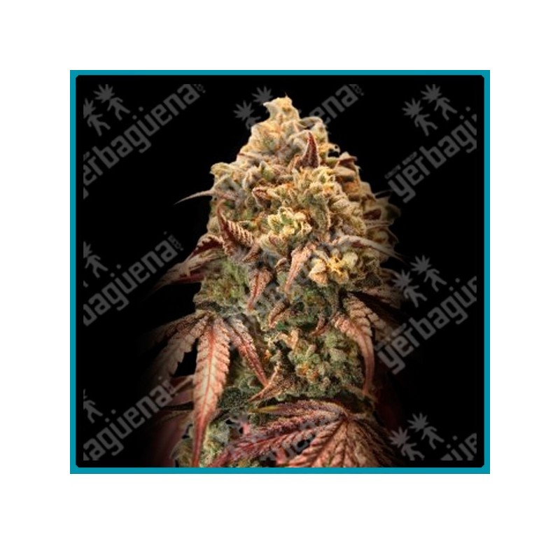 Auto Zerealz milk de Advanced seeds