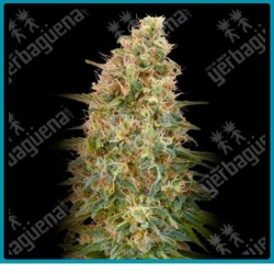 Auto zkittlez de Advanced seeds