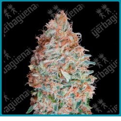 Banana cookies de Advanced seeds