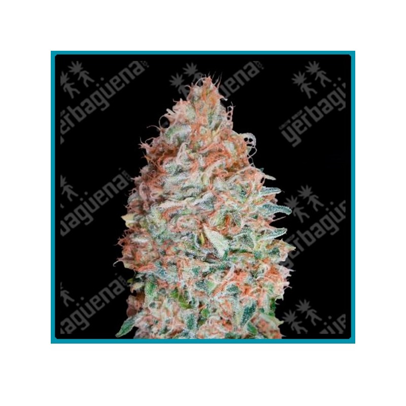 Banana cookies de Advanced seeds