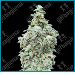 Cherry pie de Advanced seeds