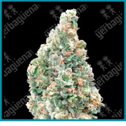 Cherry pie Fast version de Advanced seeds