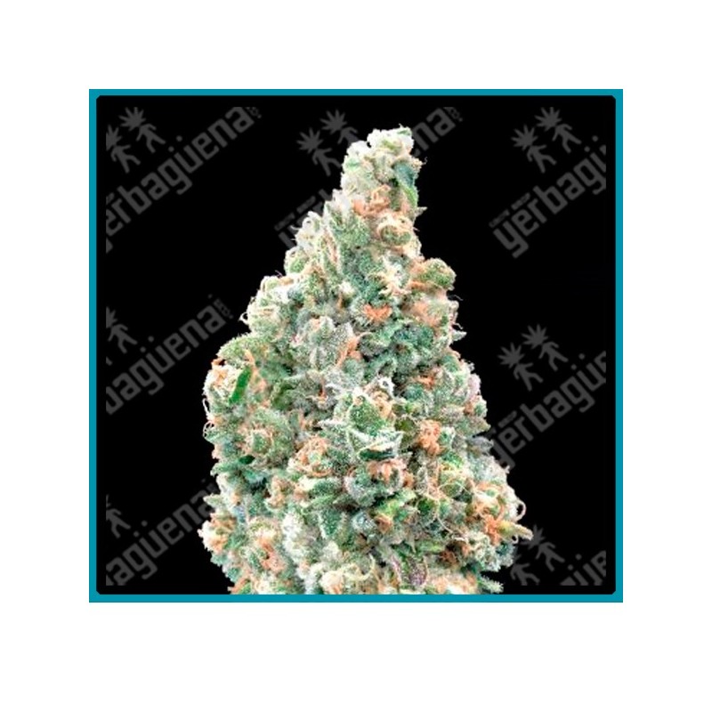 Cherry pie Fast version de Advanced seeds