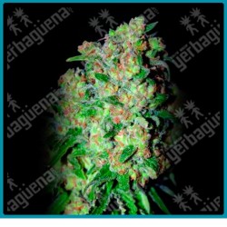 Critical de Advanced seeds