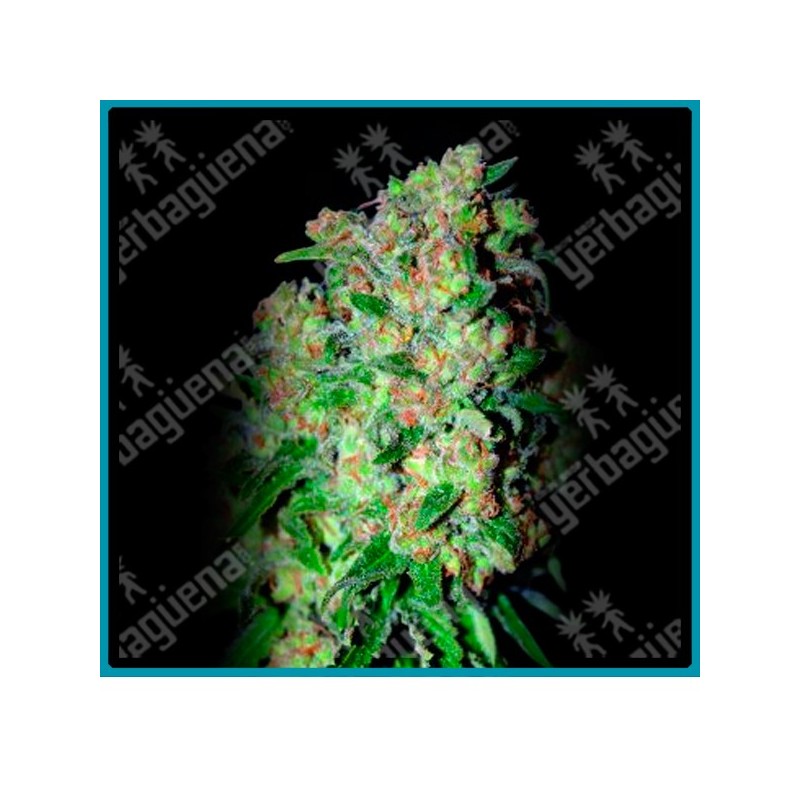 Critical de Advanced seeds