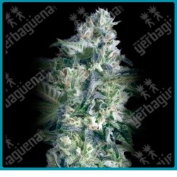 Critical lemon fast version de Advanced seeds