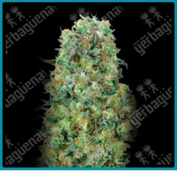 Critical mass de Advanced seeds