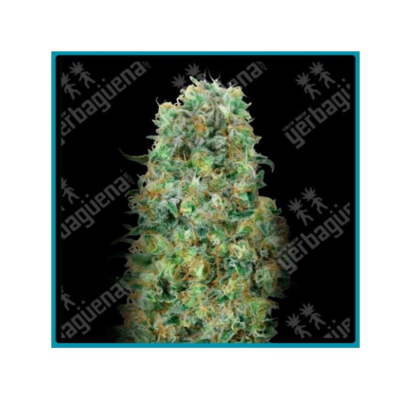 Critical mass de Advanced seeds