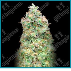 Critical mass fast version de Advanced seeds