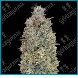 Critical purple kush de Advanced seeds