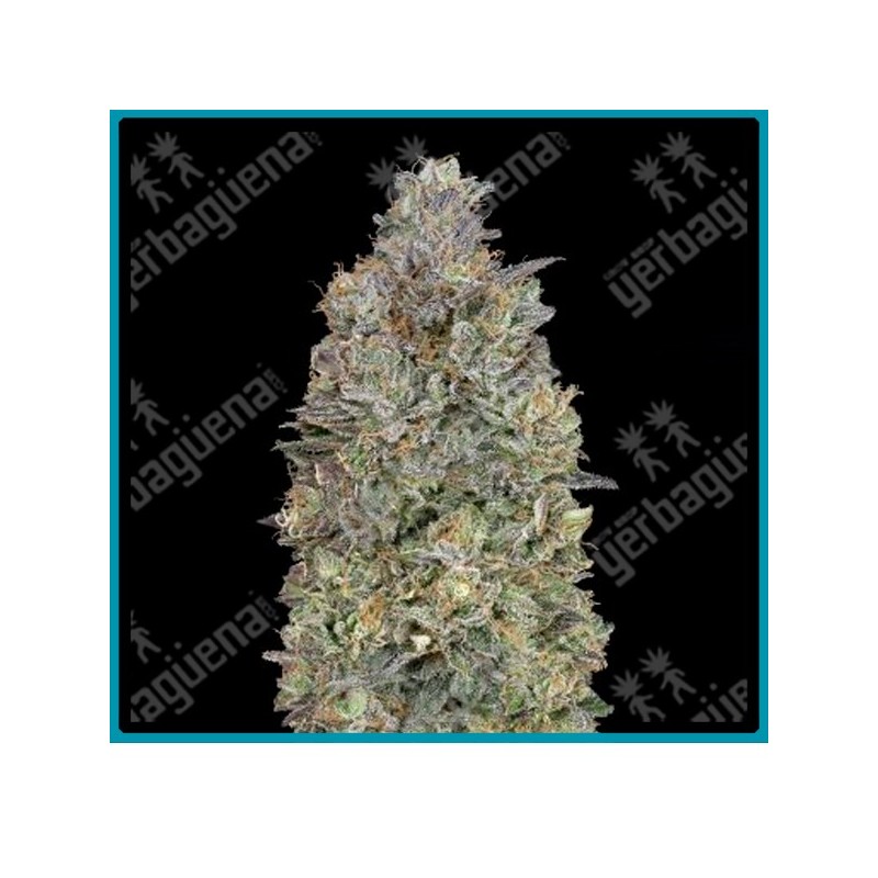 Critical purple kush de Advanced seeds