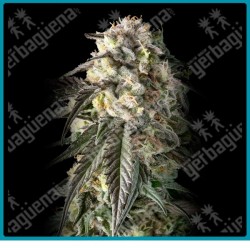 Fire D.O.G. de Advanced seeds