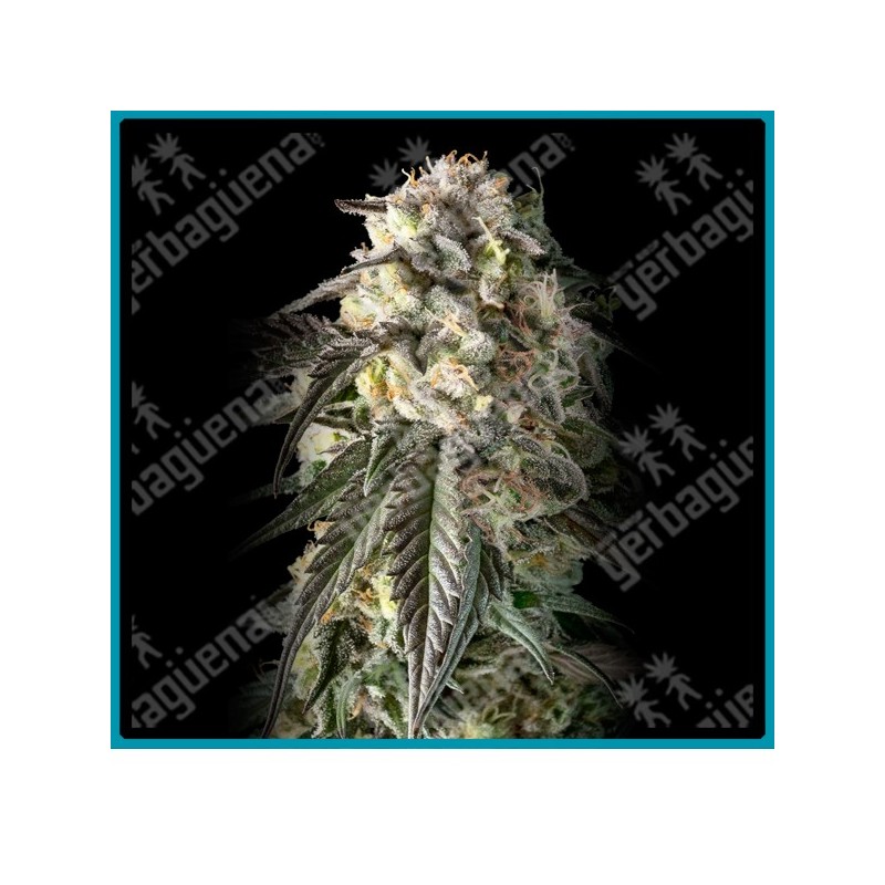 Fire D.O.G. de Advanced seeds