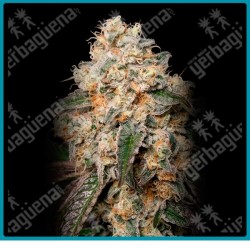 Forbidden fruit cake de Advanced seeds