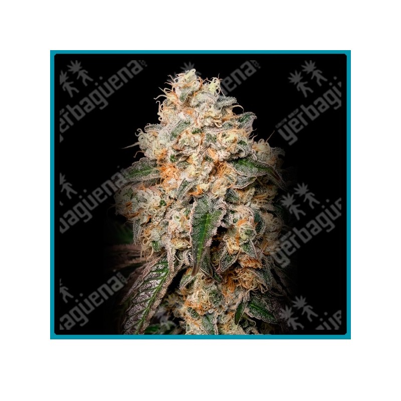 Forbidden fruit cake de Advanced seeds