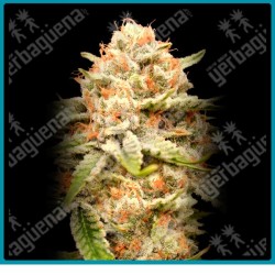 Garlicane de Advanced seeds
