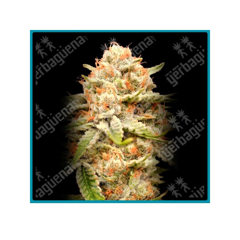 Garlicane de Advanced seeds