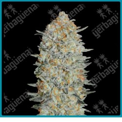 Gelato #33 de Advanced seeds