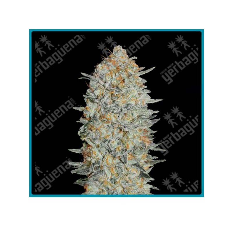 Gelato #33 de Advanced seeds