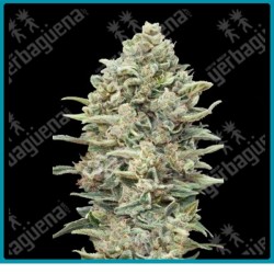 Gorilla blue de Advanced seeds