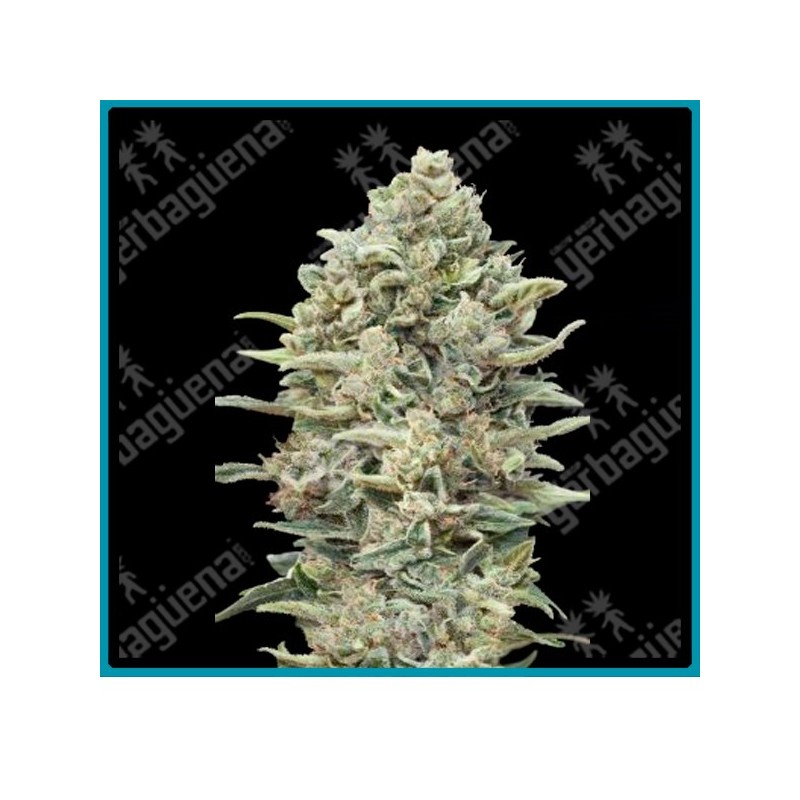 Gorilla blue de Advanced seeds