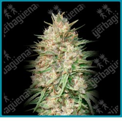 Lemon bean de Advanced seeds