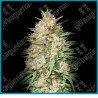 Lemon bean de Advanced seeds