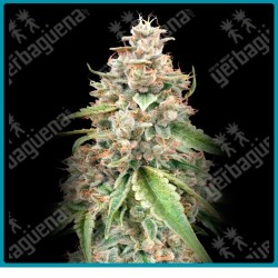 Lemon bean Fast version de Advanced seeds.