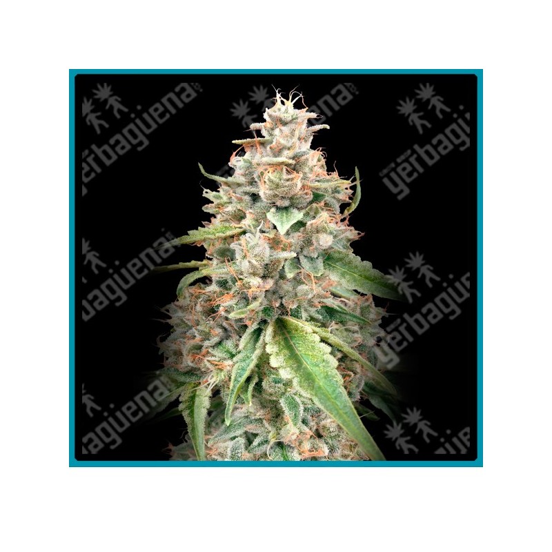 Lemon bean Fast version de Advanced seeds.