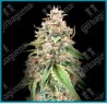 Lemon bean Fast version de Advanced seeds.