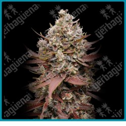 Mimosa punch de Advanced seeds