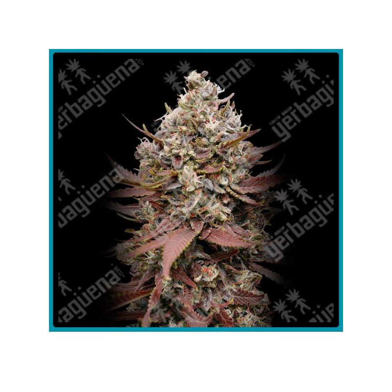 Mimosa punch de Advanced seeds