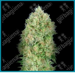 Og kush S.F.V. de Advanced seeds