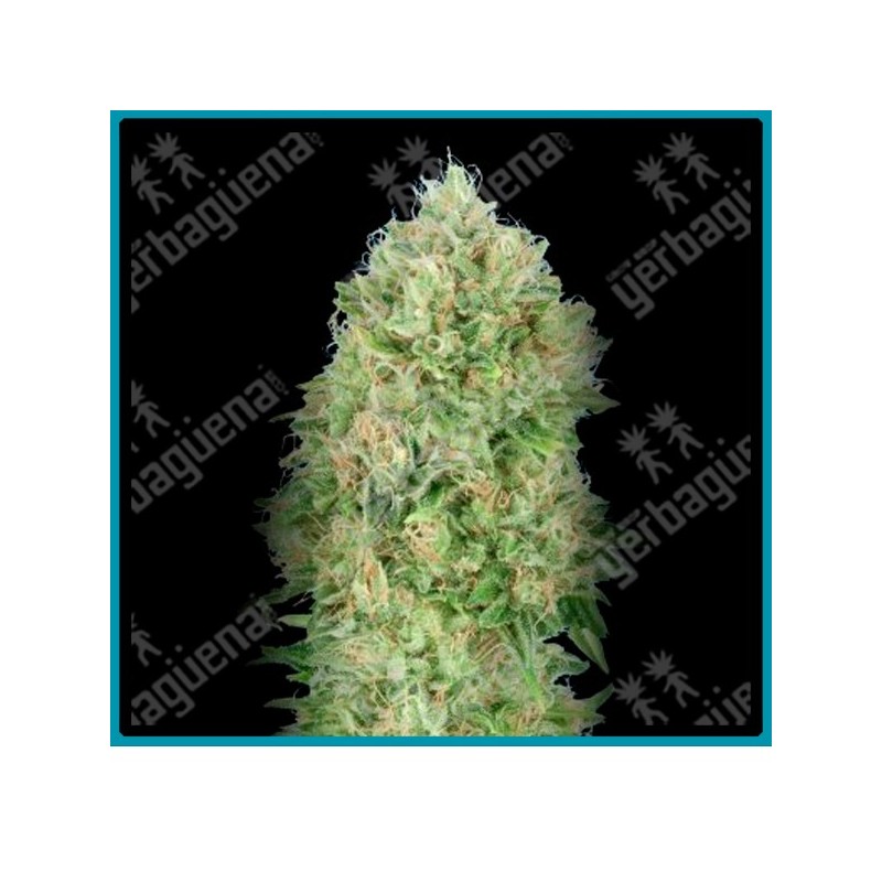 Og kush S.F.V. de Advanced seeds