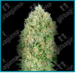 Pineapple glue de Advanced seeds