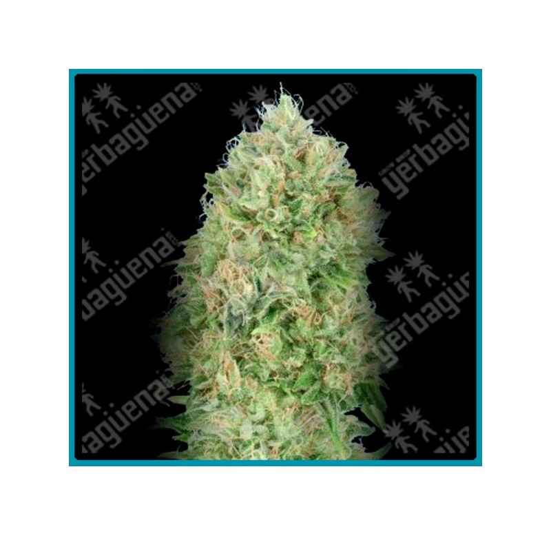 Pineapple glue de Advanced seeds