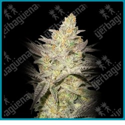 Rainbow sherbet 11 de Advanced seeds