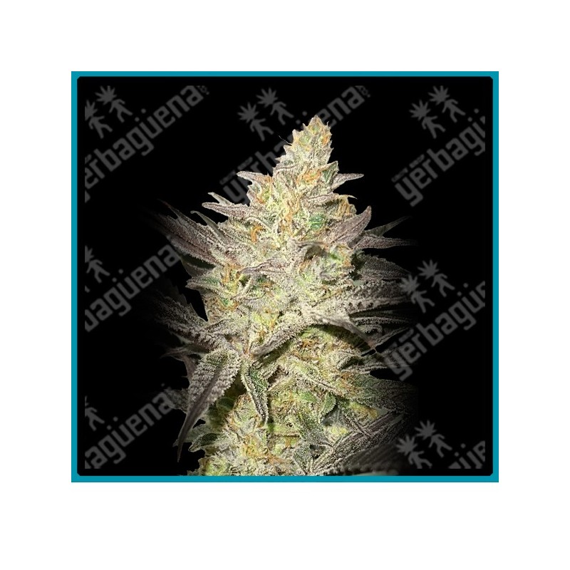 Rainbow sherbet 11 de Advanced seeds