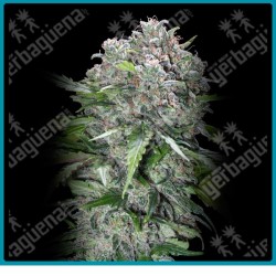 San bacio burger de Advanced seeds