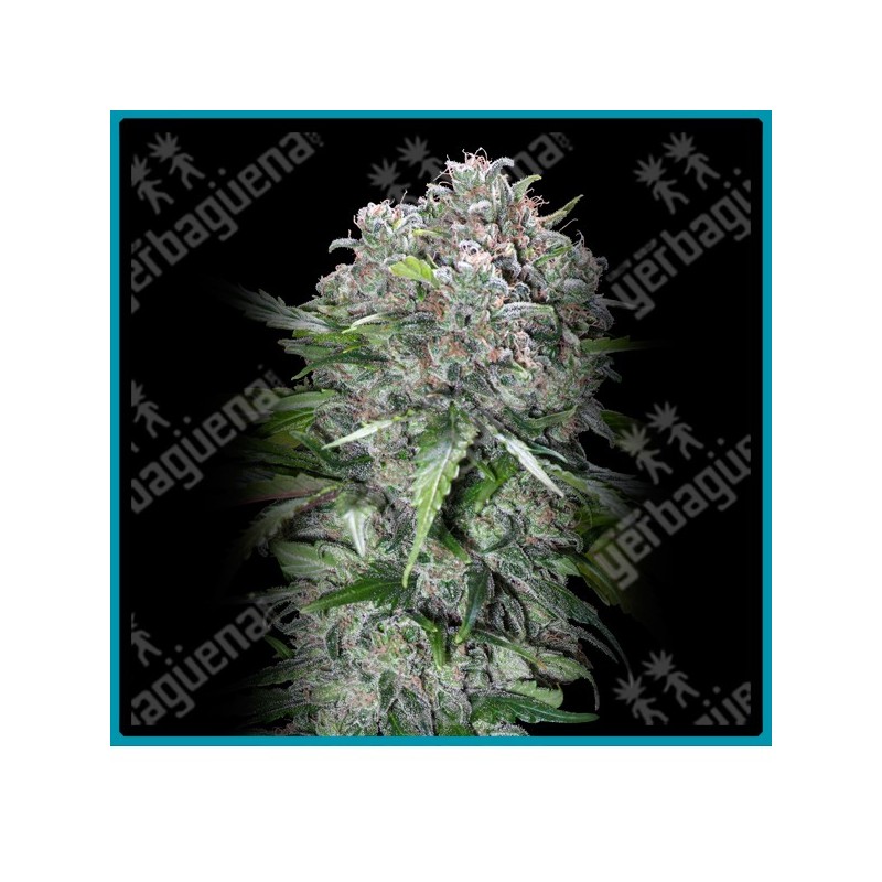 San bacio burger de Advanced seeds