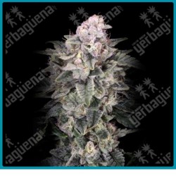 Slurricane de Advanced seeds