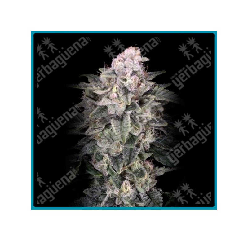 Slurricane de Advanced seeds