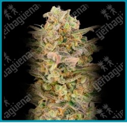 Somango glue de Advanced seeds