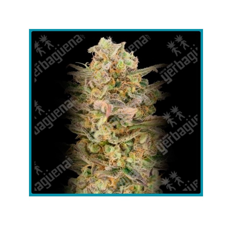 Somango glue de Advanced seeds