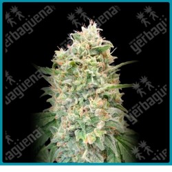 Strawberry banana de Advanced seeds