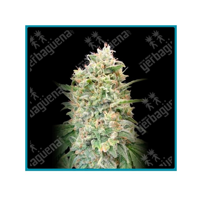 Strawberry banana de Advanced seeds