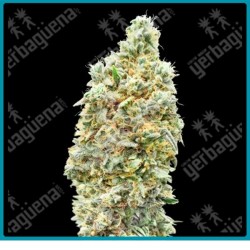 Strawberry banana fast version de Advanced seeds
