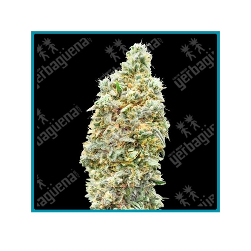 Strawberry banana fast version de Advanced seeds
