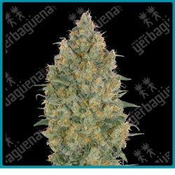 Strawberry gum de Advanced seeds