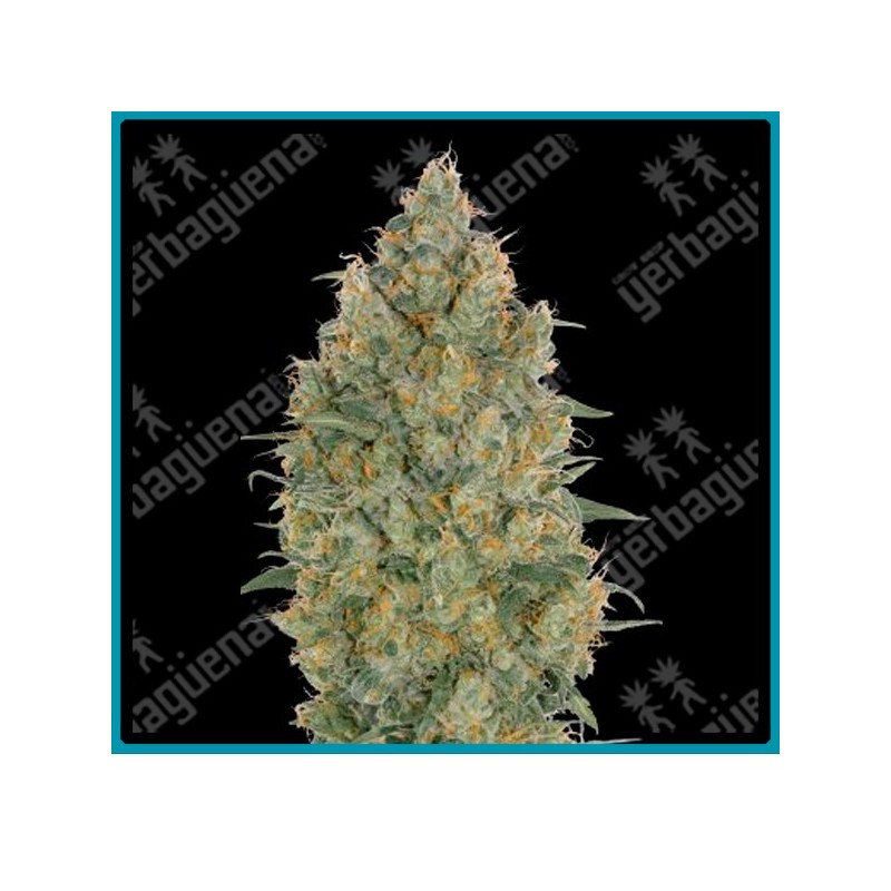Strawberry gum de Advanced seeds